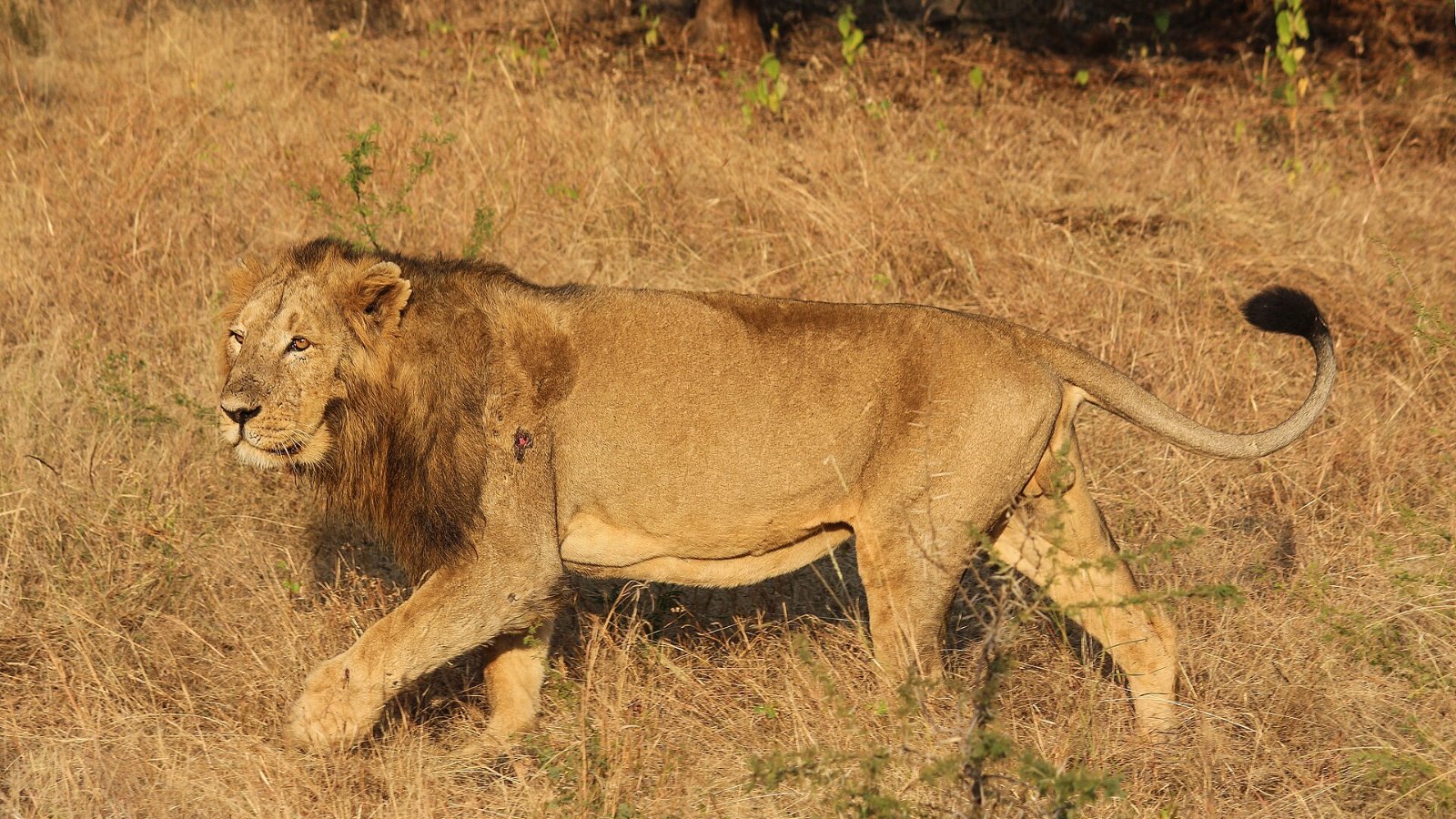 An Asiatic lion