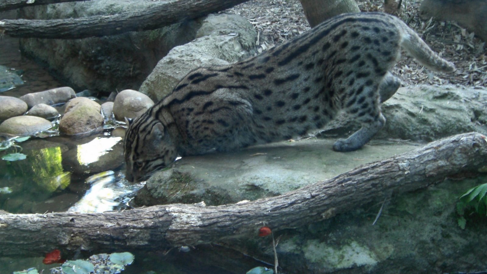 A fishing cat drinking water