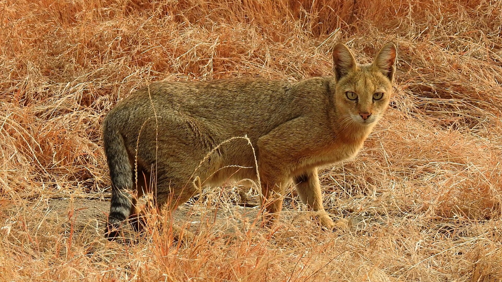 A jungle cat