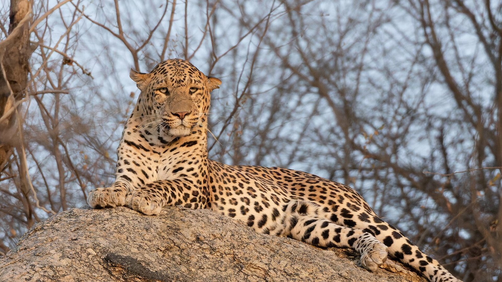 An Indian leopard at Jawai