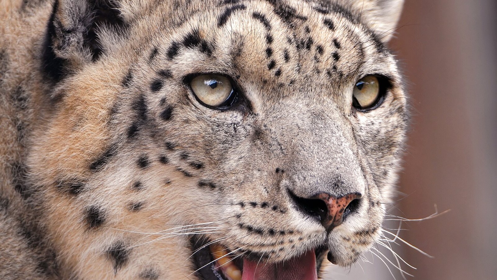 A snow leopard