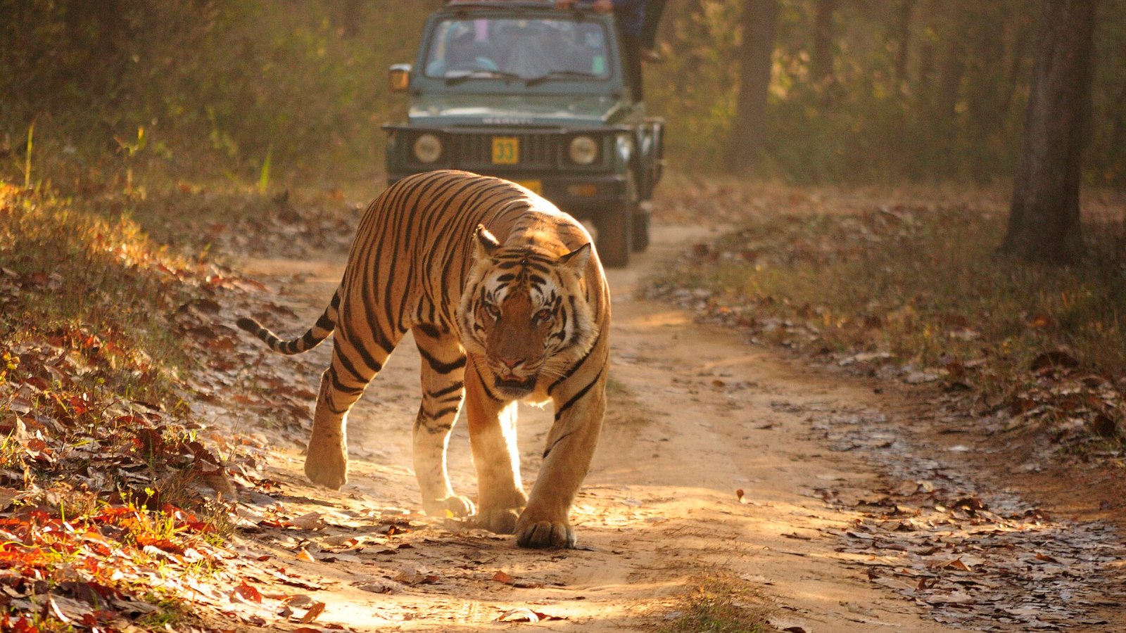 A Bengal tiger in Kanha, Madhya Pradesh