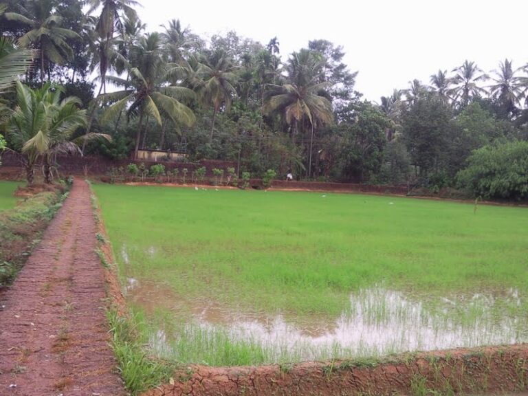 Cabinet Backs PM-KISAN, GOBARdhan and Small Hydro Schemes: What Each Offers